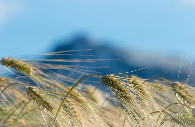 Offentlige innkjøp kan bidra til mer økologisk produksjon