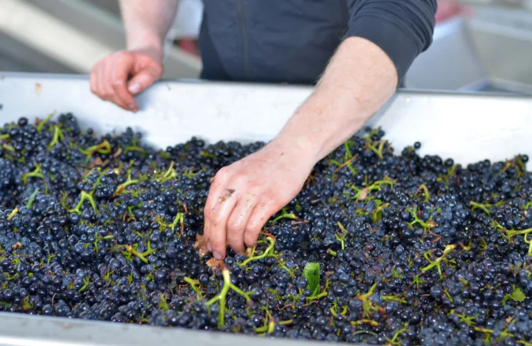 Forskning på biodynamisk mat og jordbruk