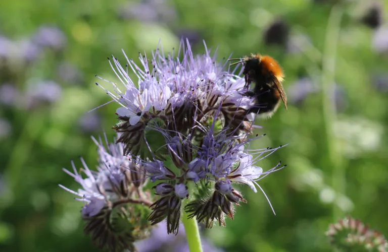 Økologisk landbruk bra for pollinerende insekter