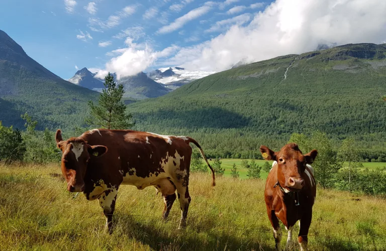 Hvor bærekraftig er gardsdrifta di?