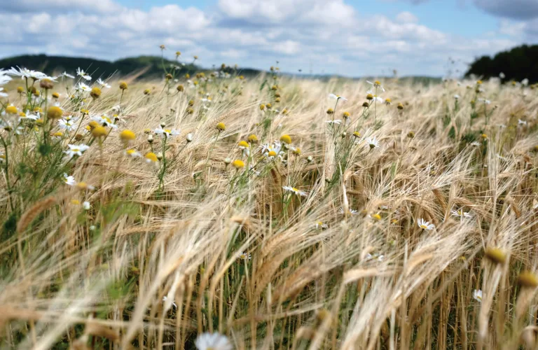 Trøndelag planlegger for økt økologisk