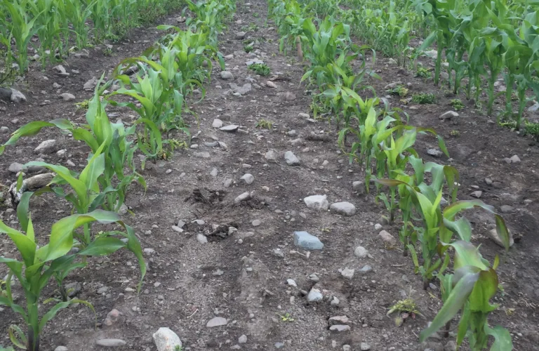 Pelletert fosforgjødsel fra eget foredlingsanlegg