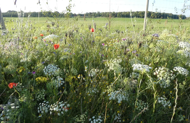 Blomsterstriper bidrar til skadedyrkontrollen