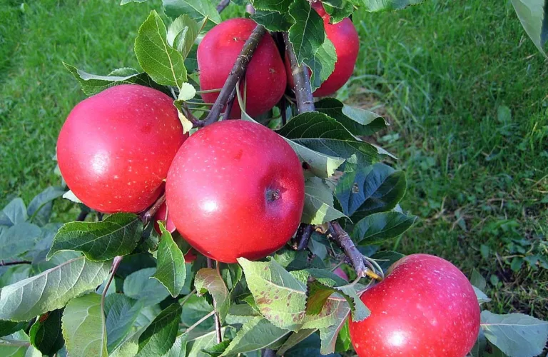 Økonomi i økologisk fruktdyrking