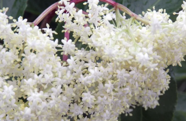 Dyrking av svarthyll