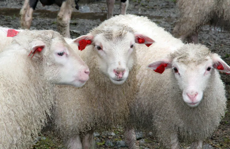 Gulvunderlag til økologiske sauer