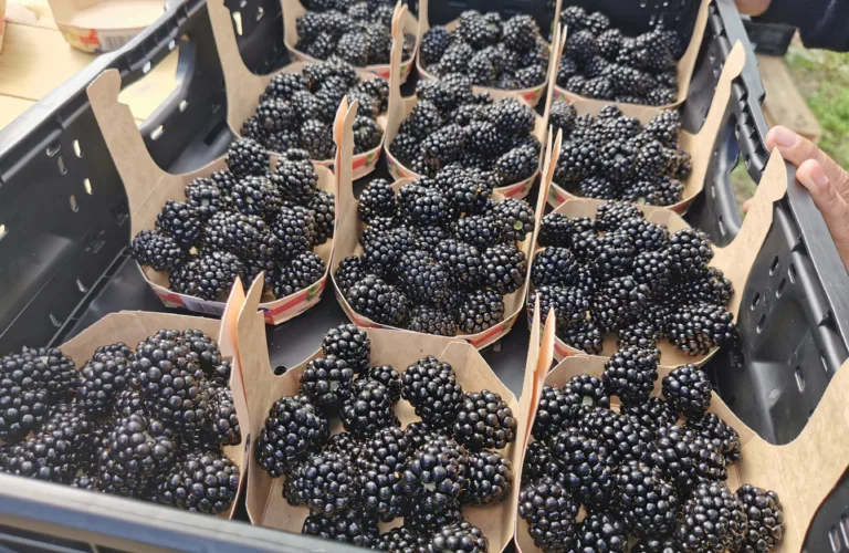 Dyrking av bjørnebær