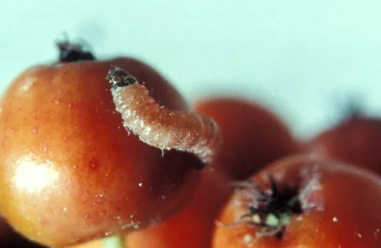 Rognebærmøll i økologisk epledyrking