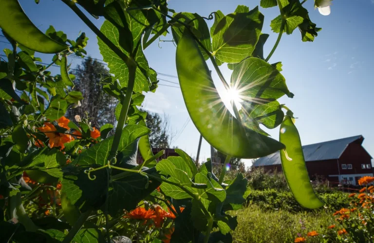 Klima- og miljøavtrykk fra matplanter