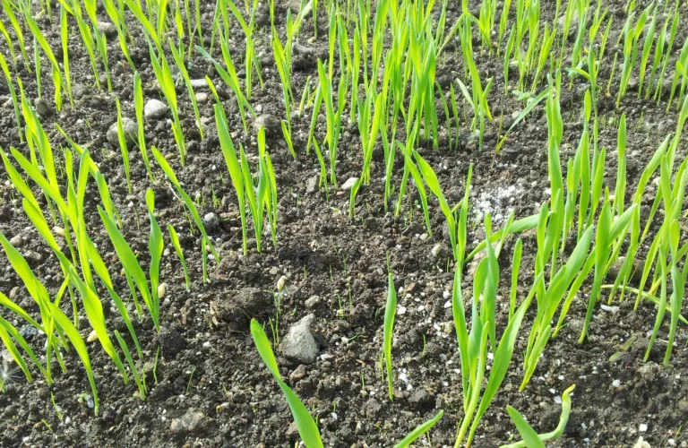 Gjenlegg og fornying av eng