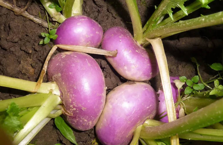 Bli kjent med den flerfunksjonelle nepa