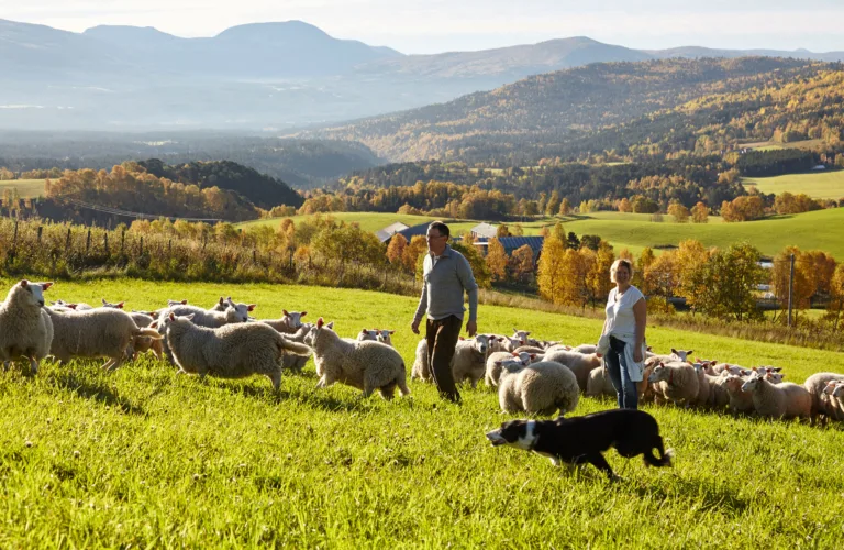 Heimavla kraftfôr gir god økonomi