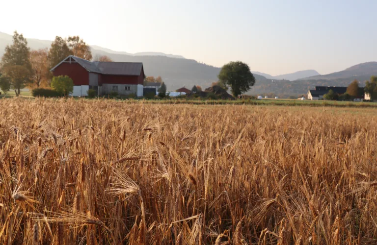 Produksjon av eget kraftfôr - krossensilering