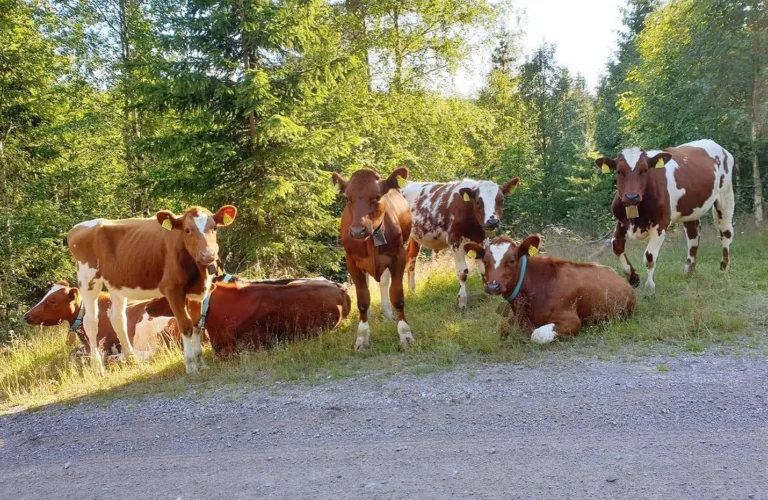 Økologisk kjøttproduksjon på okser og kastrater