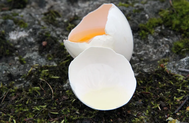 Kalkingsforsøk med eggeskall