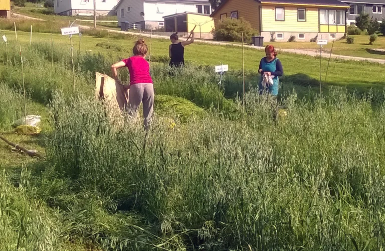 Marine restråstoffer som gjødsel til økologisk eng og havre