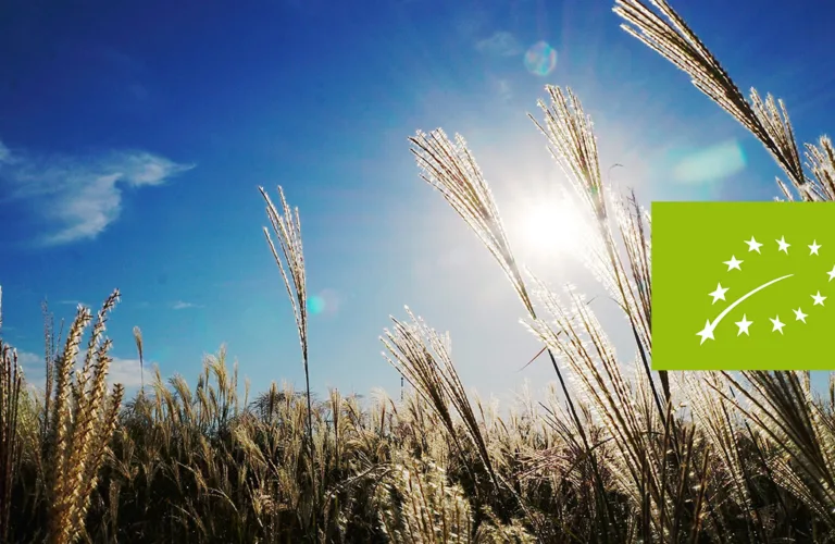 Nå lanseres europeisk aksjonsplan for økologisk landbruk