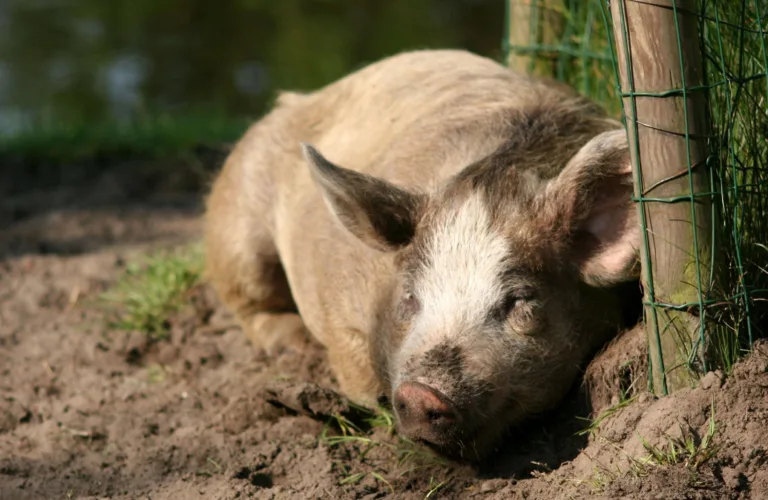 Økologisk svinekjøtt – mer bærekraftig enn konvensjonelt