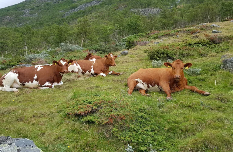 Utmarksbeite trenger også stell
