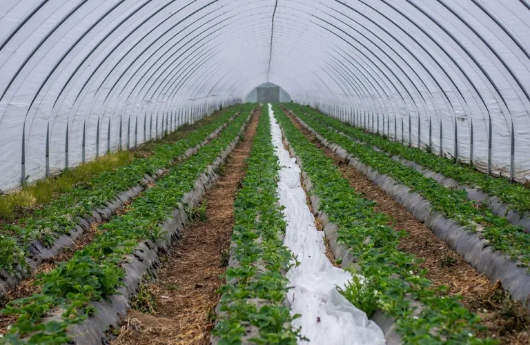 Tunneldyrking av økologiske bær