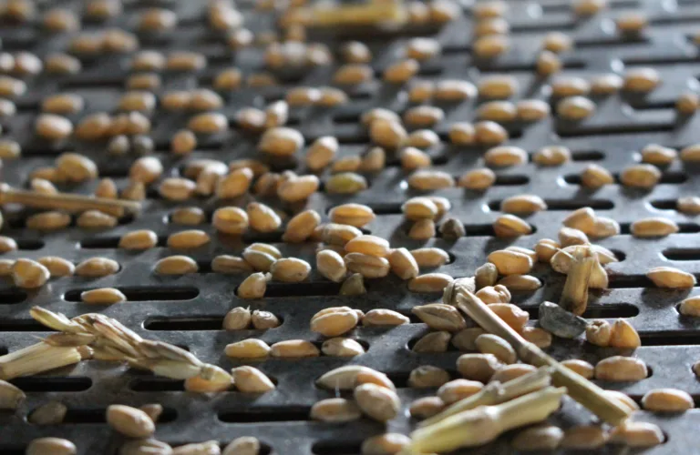 Økt mangfold av kornsorter - og distribusjon av såkorn i mindre skala