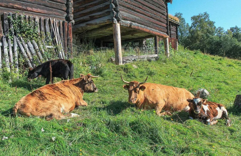 Robuste økogårder i en verden i endring