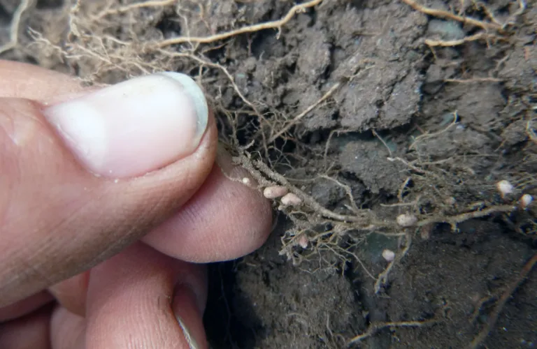 Mikroorganismer i og på planter