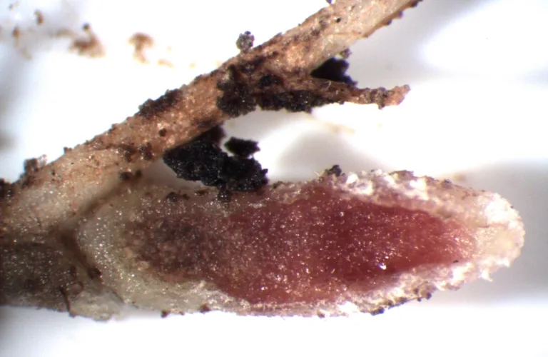 Belgvekster og nitrogenbinding