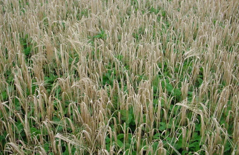 Det store nitrogen-kretsløpet