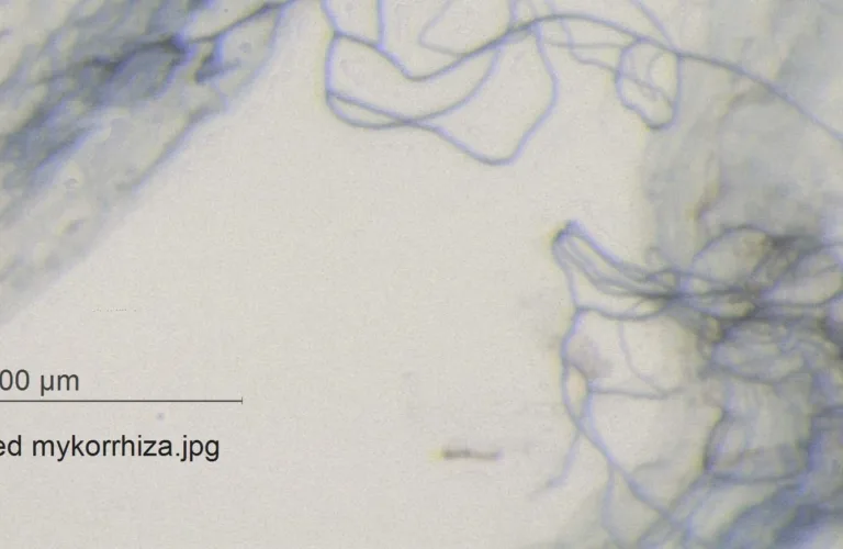 Mykorrhiza-sopp viktig for aggregater i jord
