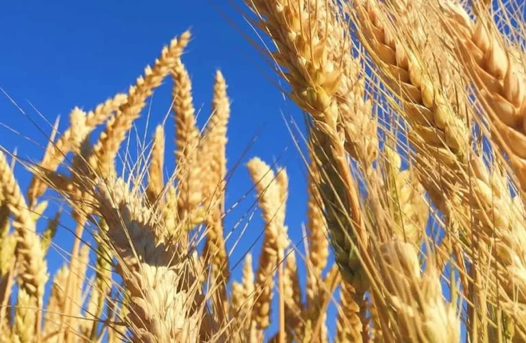 Mindre muggsoppgifter i økologisk korn