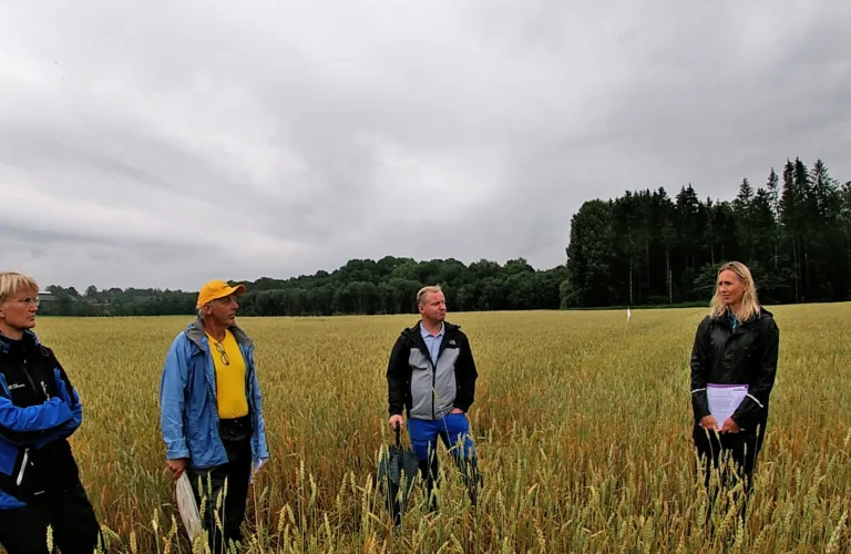 Mer og bedre økologisk vårhvete