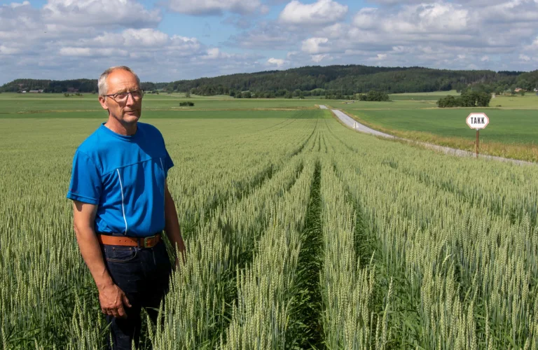 Økologisk korndyrking gjør det morsommere å være bonde