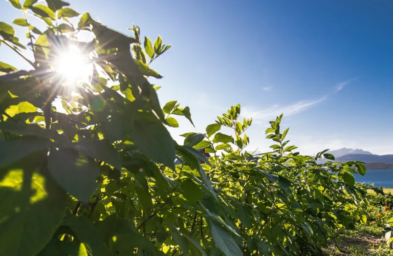 Kan økologiske driftsmetoder gjøre Europa selvforsynt med mat?