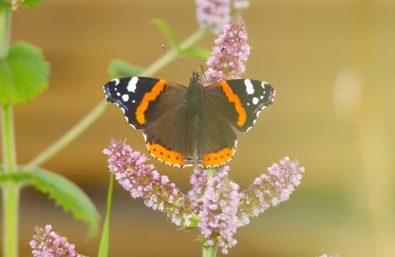 Mynte - myte og litt mer....