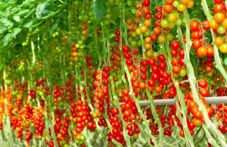 Grønnpoding av tomat og agurk