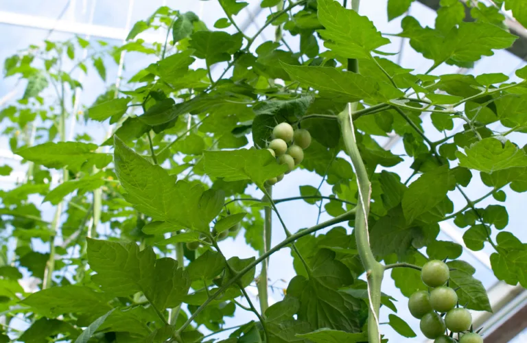 Jordforbedring i økologisk veksthus