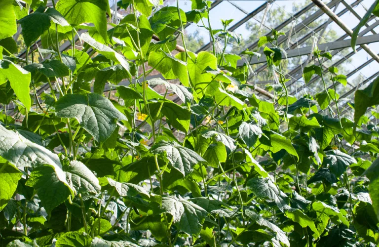 Vekstskifte og plantenæring i økologisk veksthusdyrking