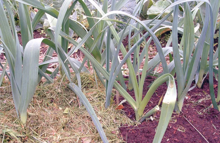 Jorddekke med plantemateriale