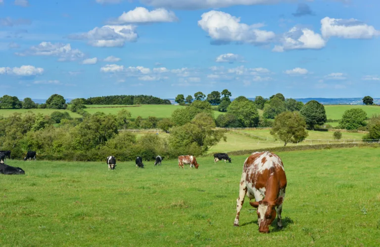 God velferd for økologiske mjølkekyr i Tyskland