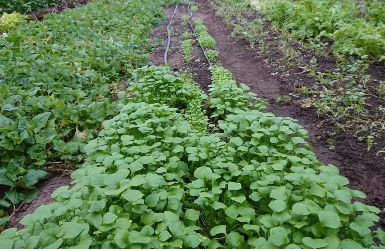 Bakkekontakt i veksthuset