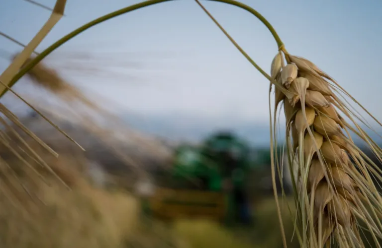 Avlinger i økologisk landbruk