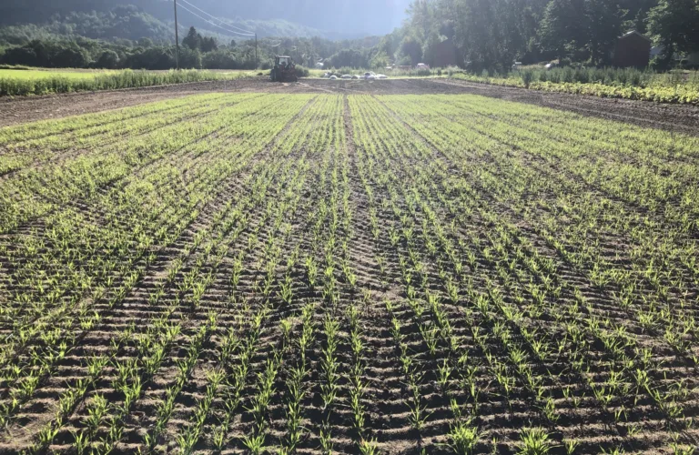 Lavere utslipp av klimagasser ved omlegging til økologisk drift