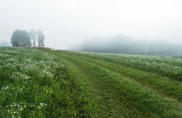 Økologisk landbruk og redusert jordarbeiding fremmer økosystemtjenester
