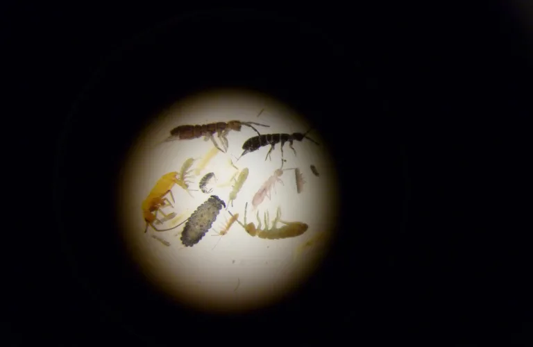 Jordlivet under lupen