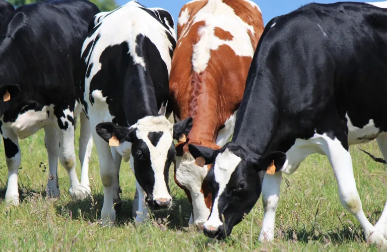 Sammenlignet: Miljømessig og økonomisk bærekraft i økologisk og konvensjonell mjølkeproduksjon