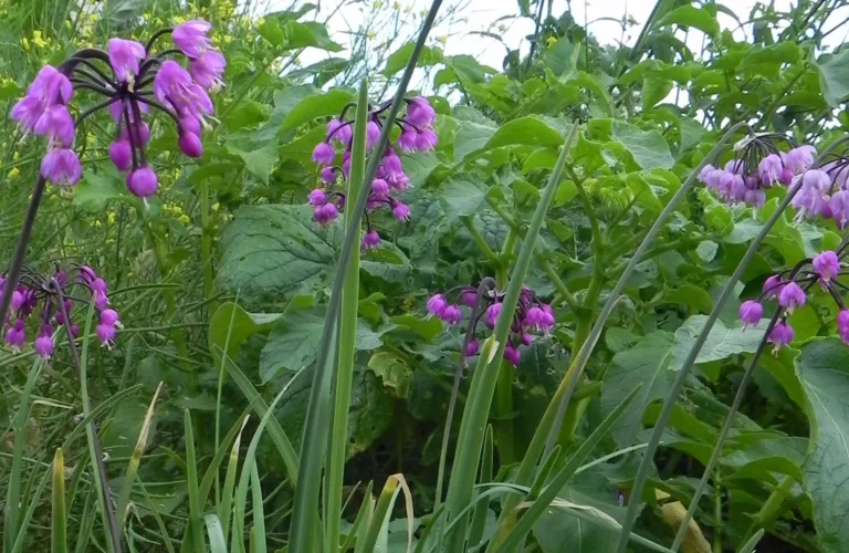 Dyrking av flerårige grønnsaker