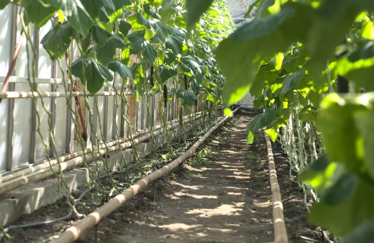 Veksthusbygg for dyrking direkte i bakken