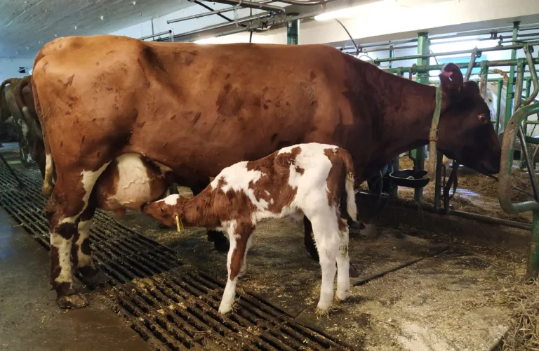 Ku og kalv sammen i melkeproduksjon