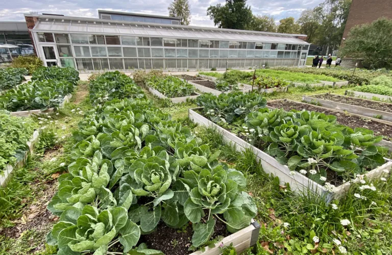 Dyrking i parsellhager